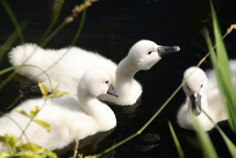 Schwaene auf der Sauer Bild Nr.027